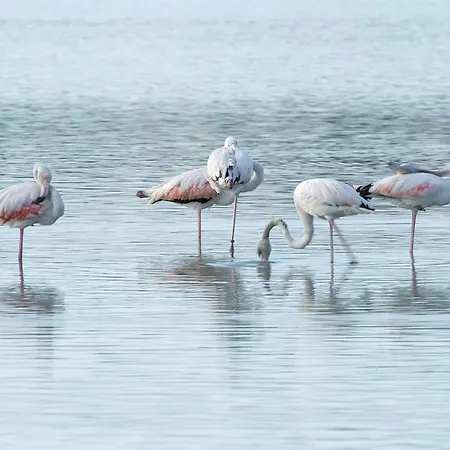 Guzman - Coral Lejlighed Calpe